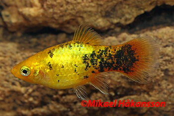 Platy Calico Neon (Xiphophorus maculatus)