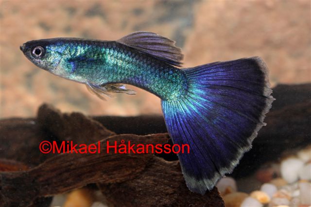 Guppy Hane Blå Delta (Poecilia reticulata)