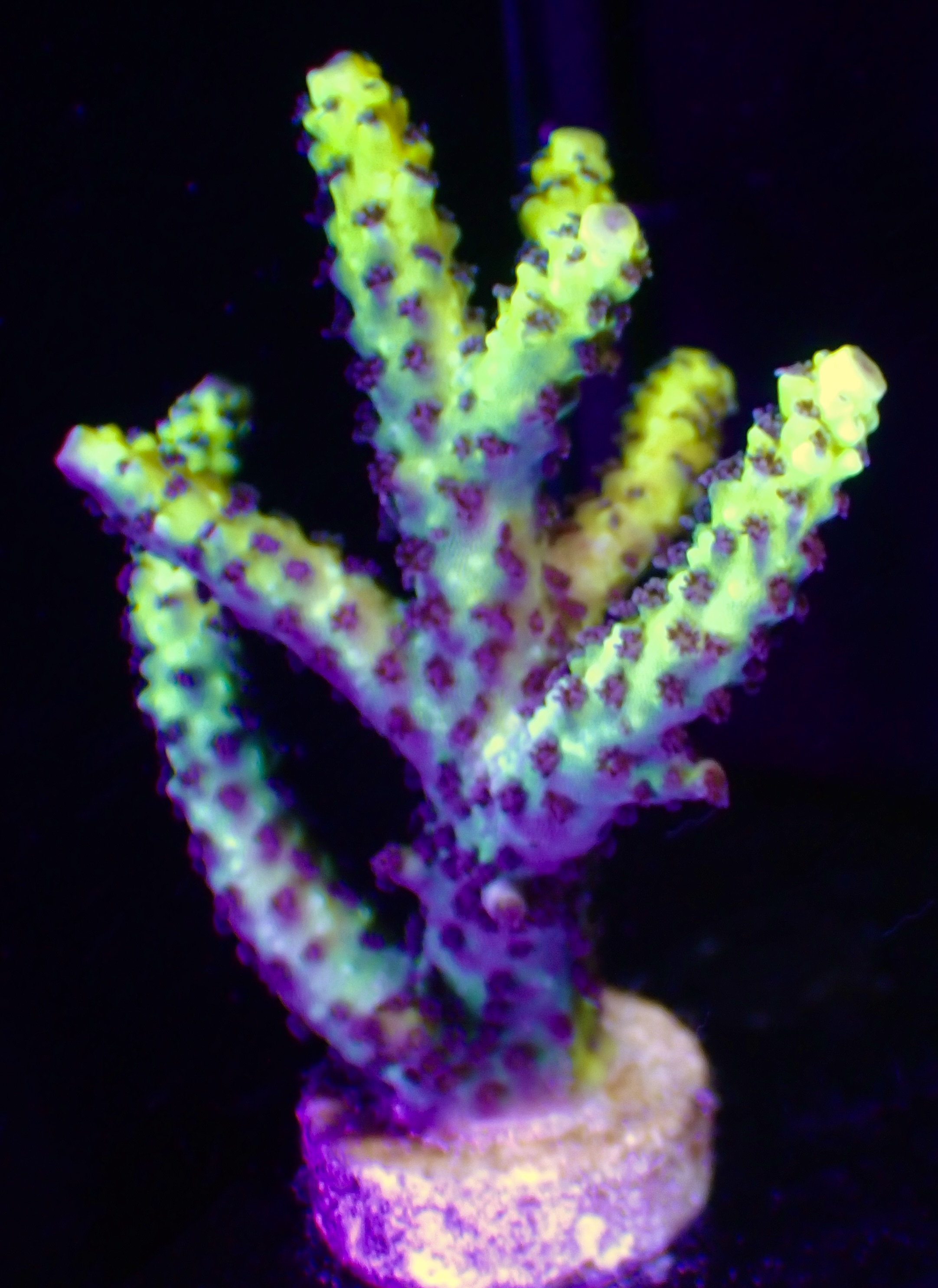 Acropora Latistella Bali OOL Yellow harmony