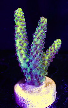 Acropora Latistella Bali OOL Yellow harmony