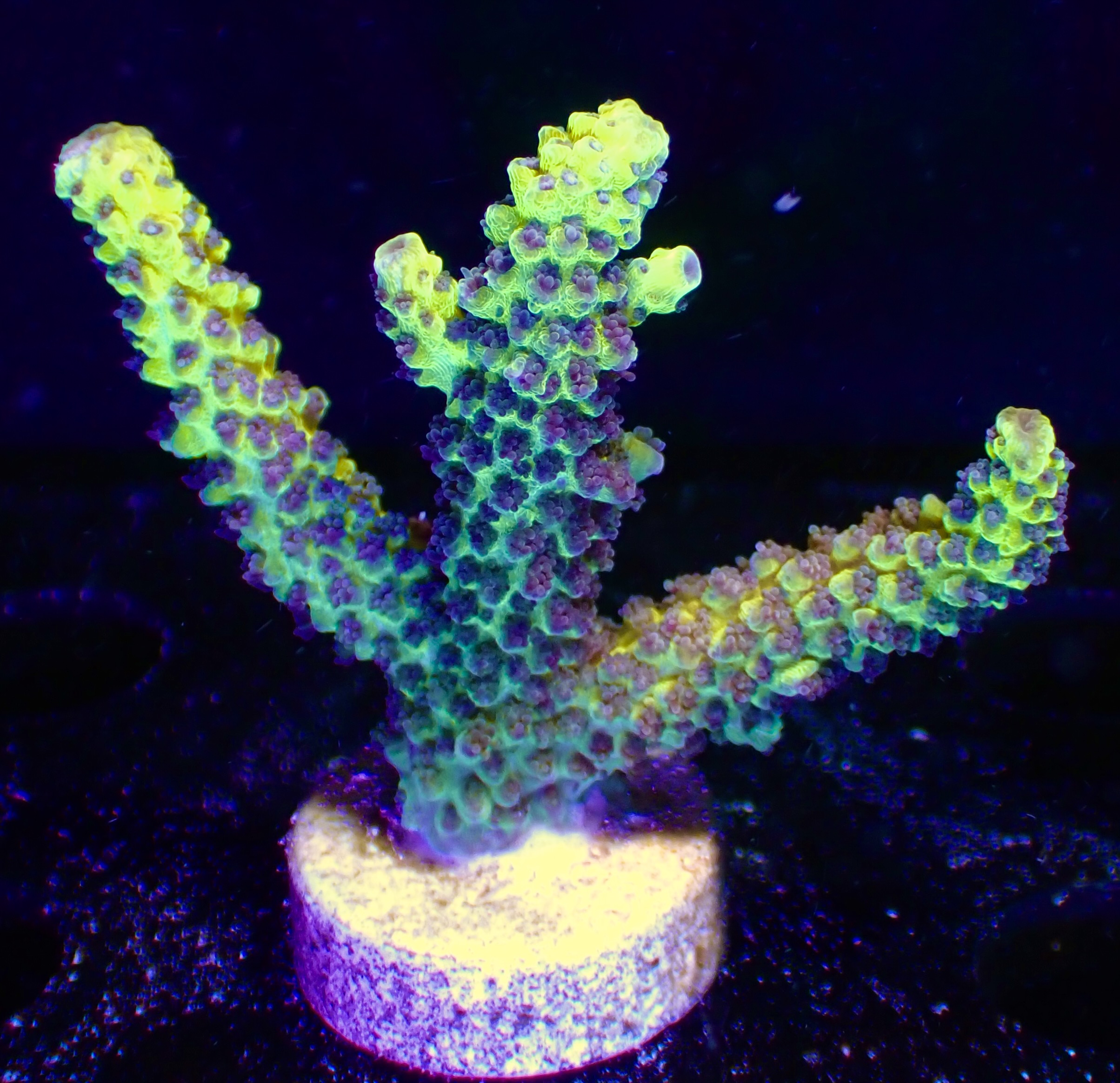 Acropora Latistella Bali OOL Yellow harmony