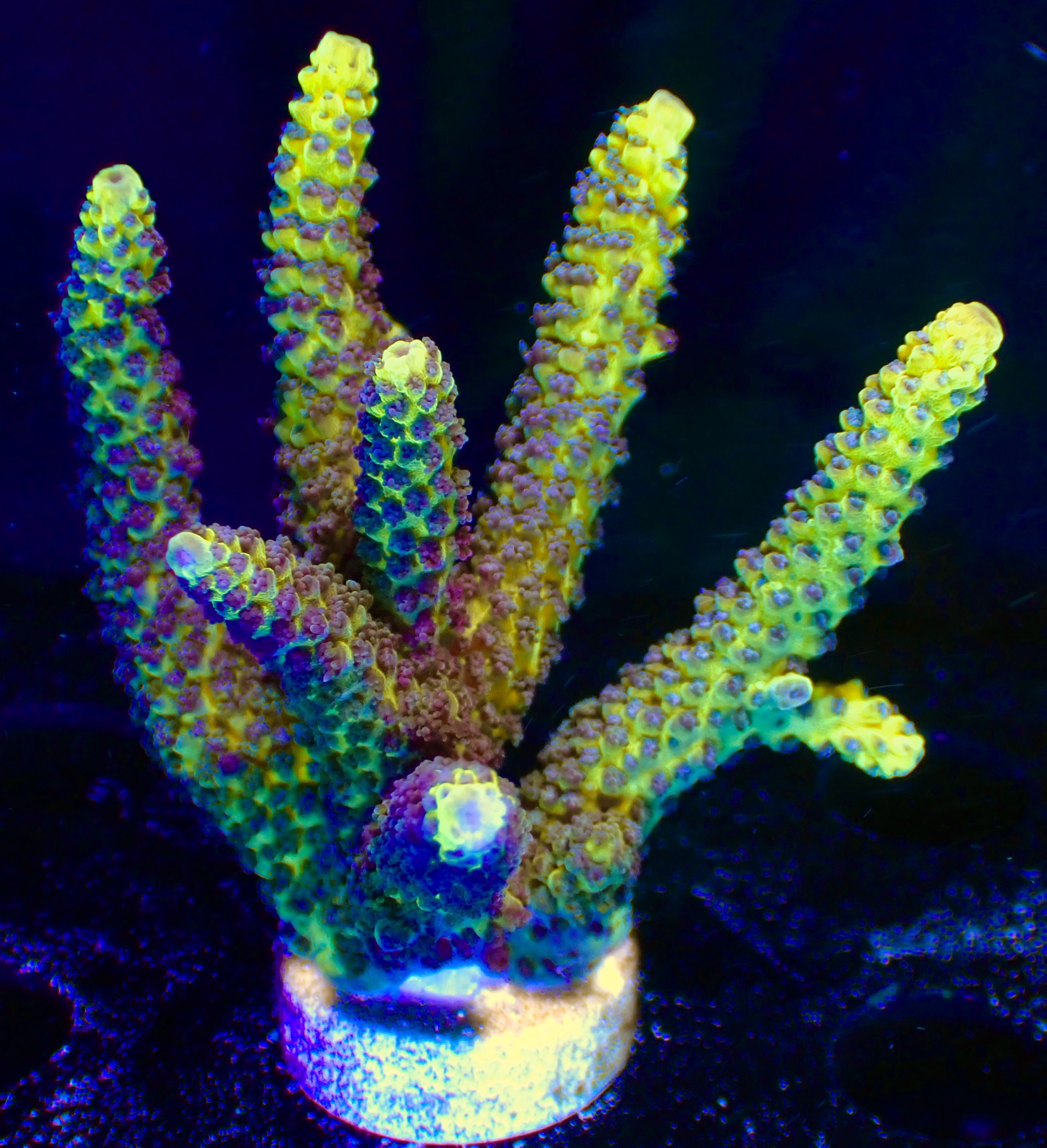 Acropora Latistella Bali OOL Yellow harmony
