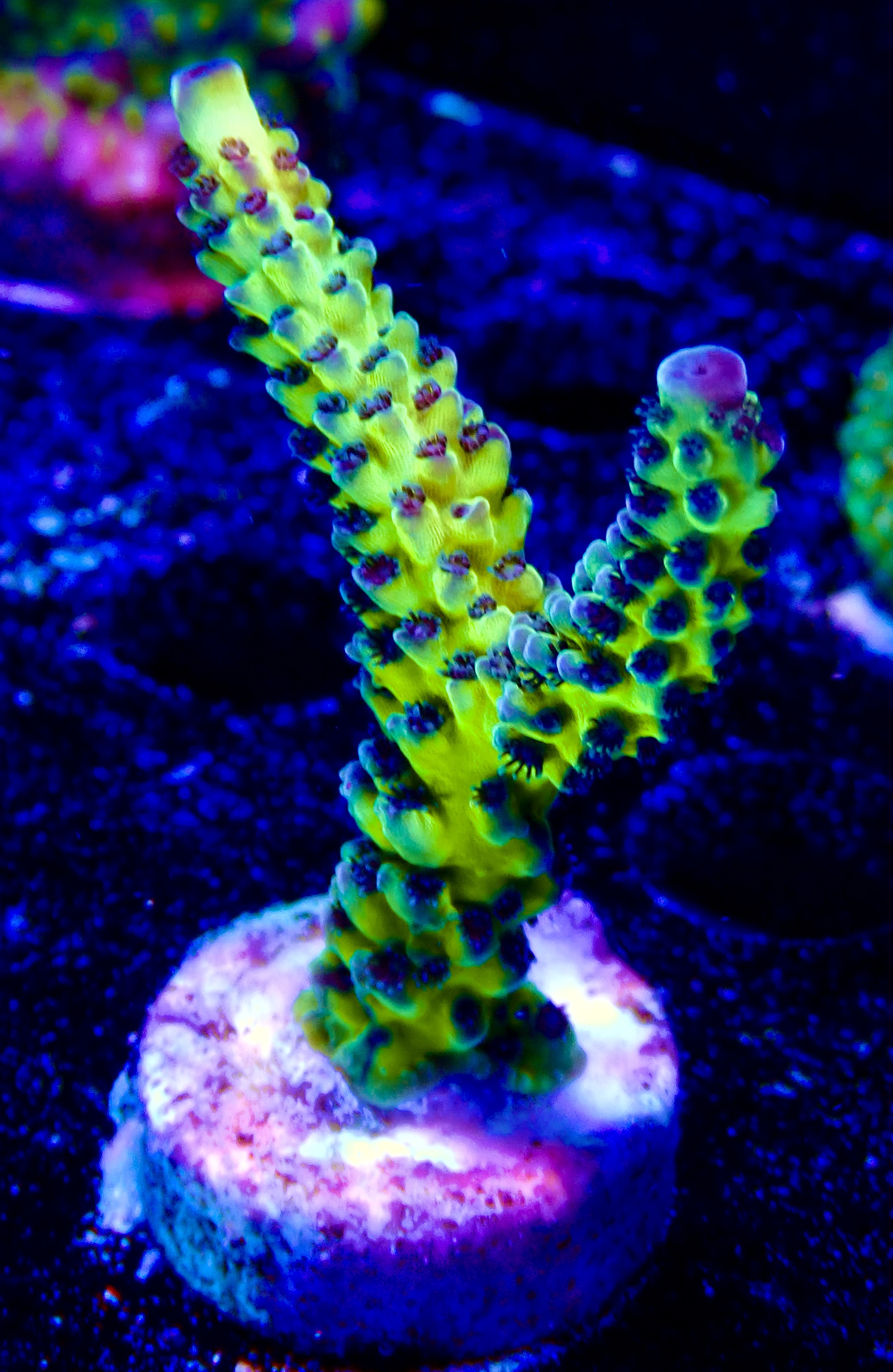 Acropora spp. OOL Yellow-Lime Forest
