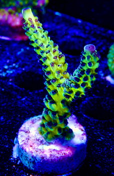 Acropora spp. OOL Yellow-Lime Forest
