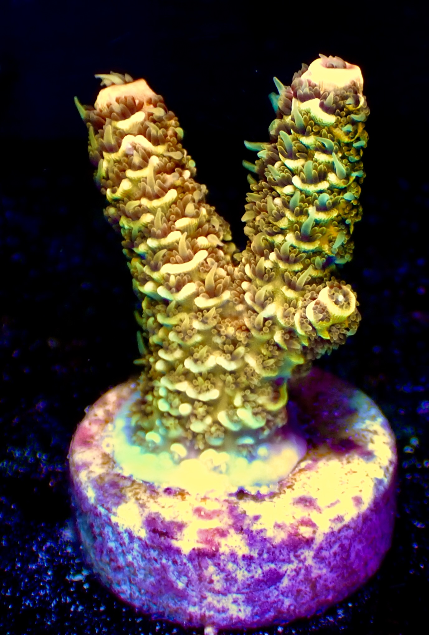 Acropora Millepora OOL Multi Copper