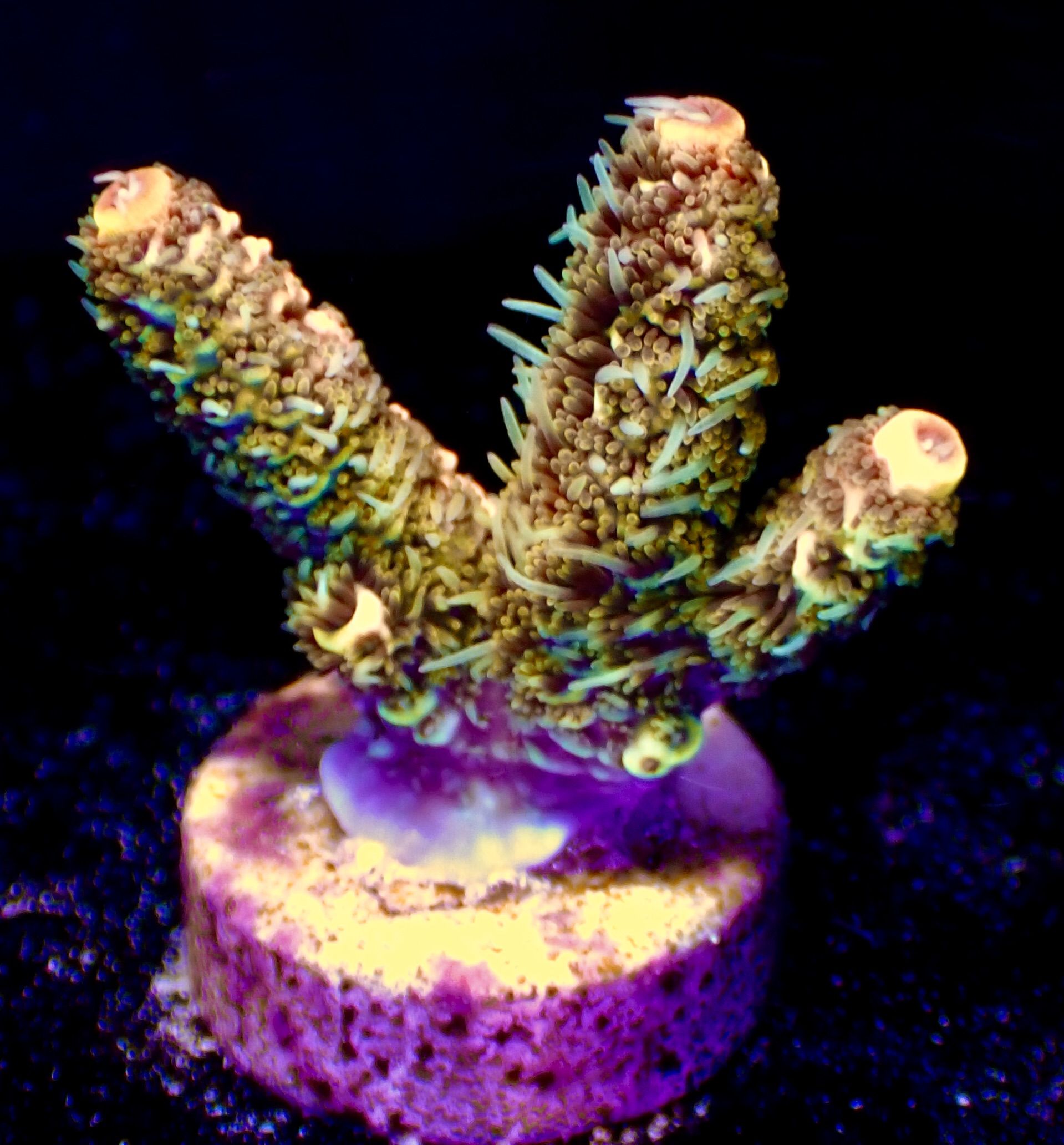 Acropora Millepora OOL Multi Copper