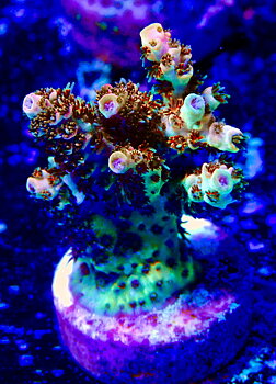 Acropora spp. OOL Prismatic Crown