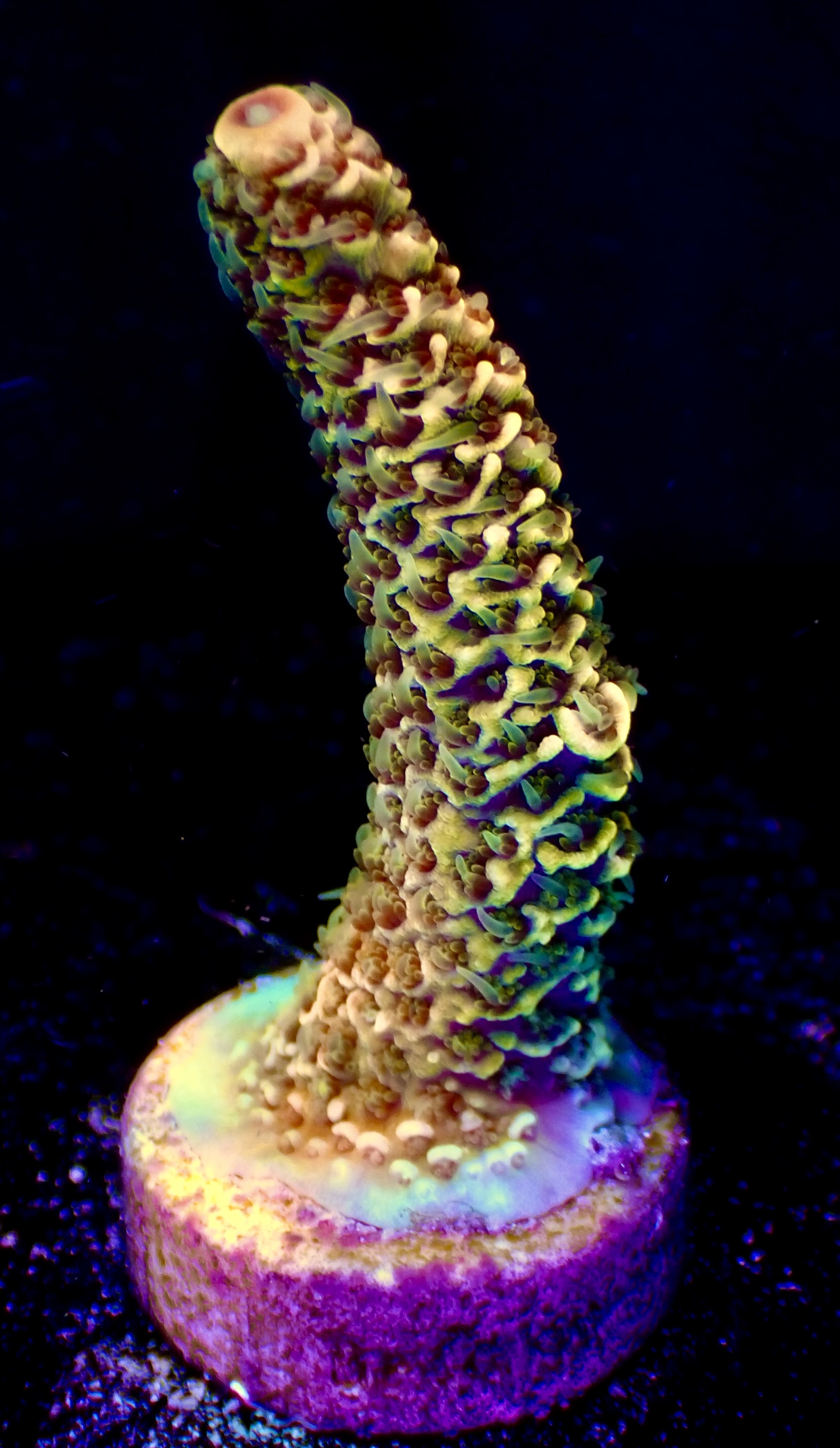 Acropora Millepora OOL Multi Copper