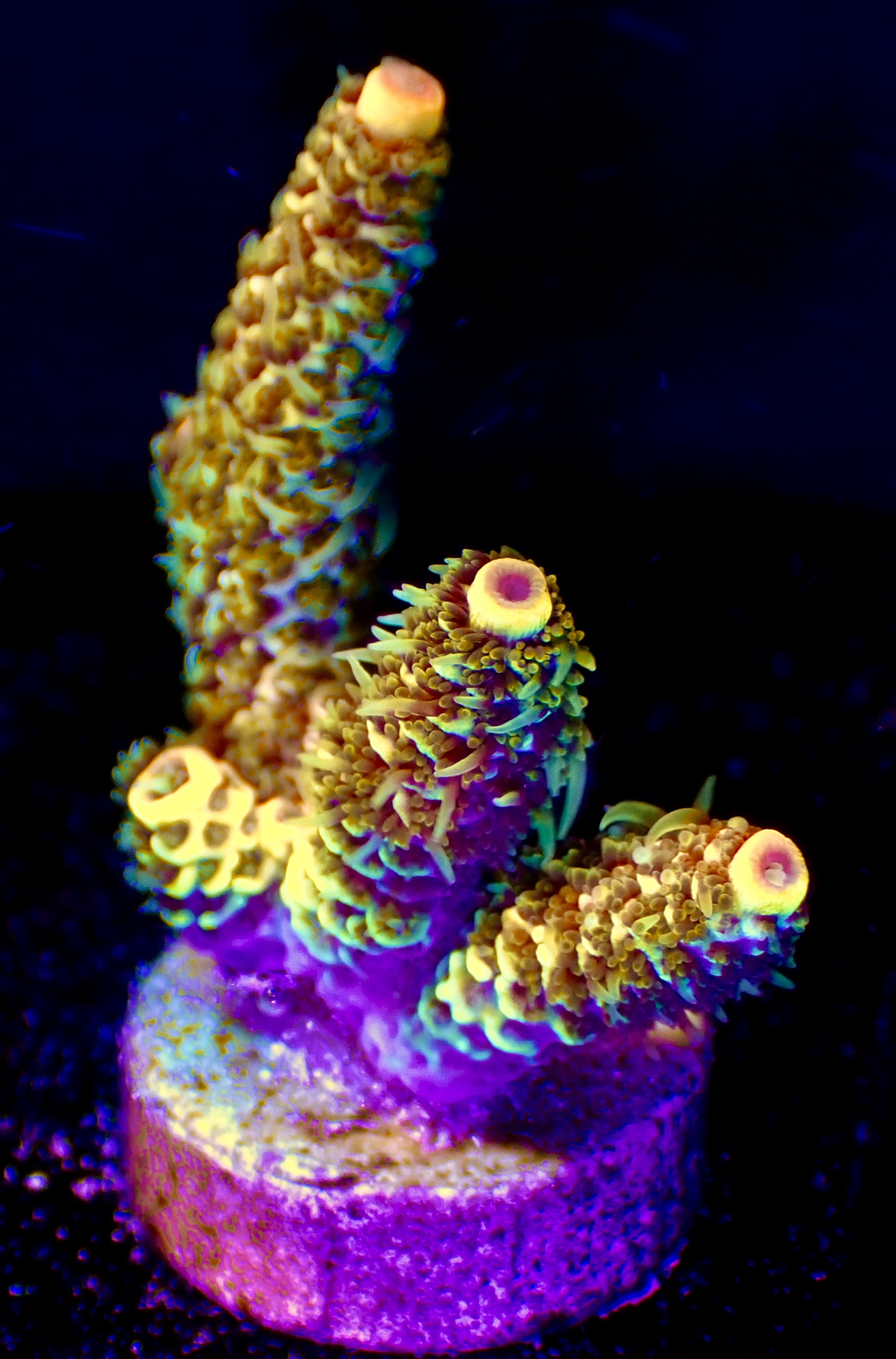 Acropora Millepora OOL Multi Copper