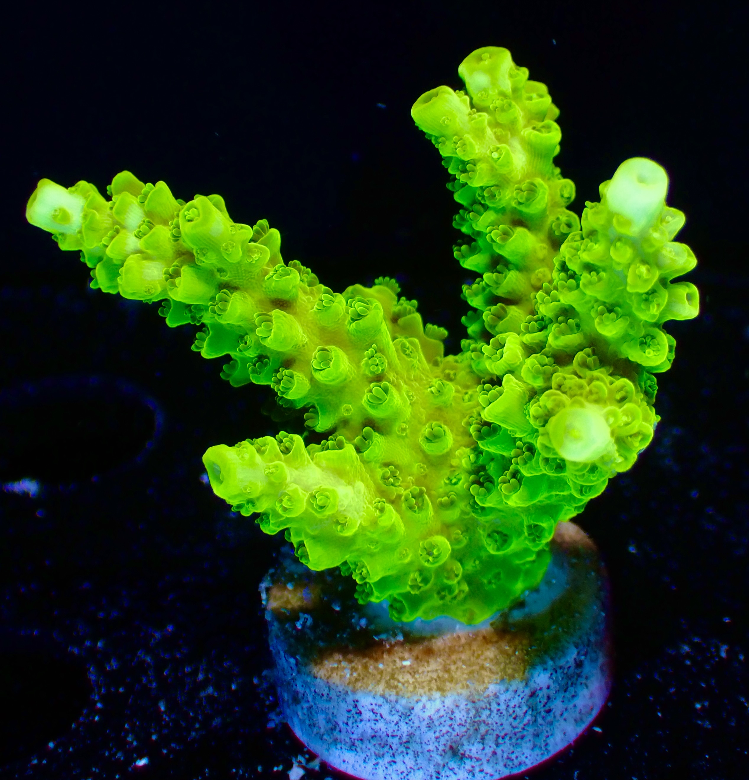 Acropora spp. OOL Kryptonite