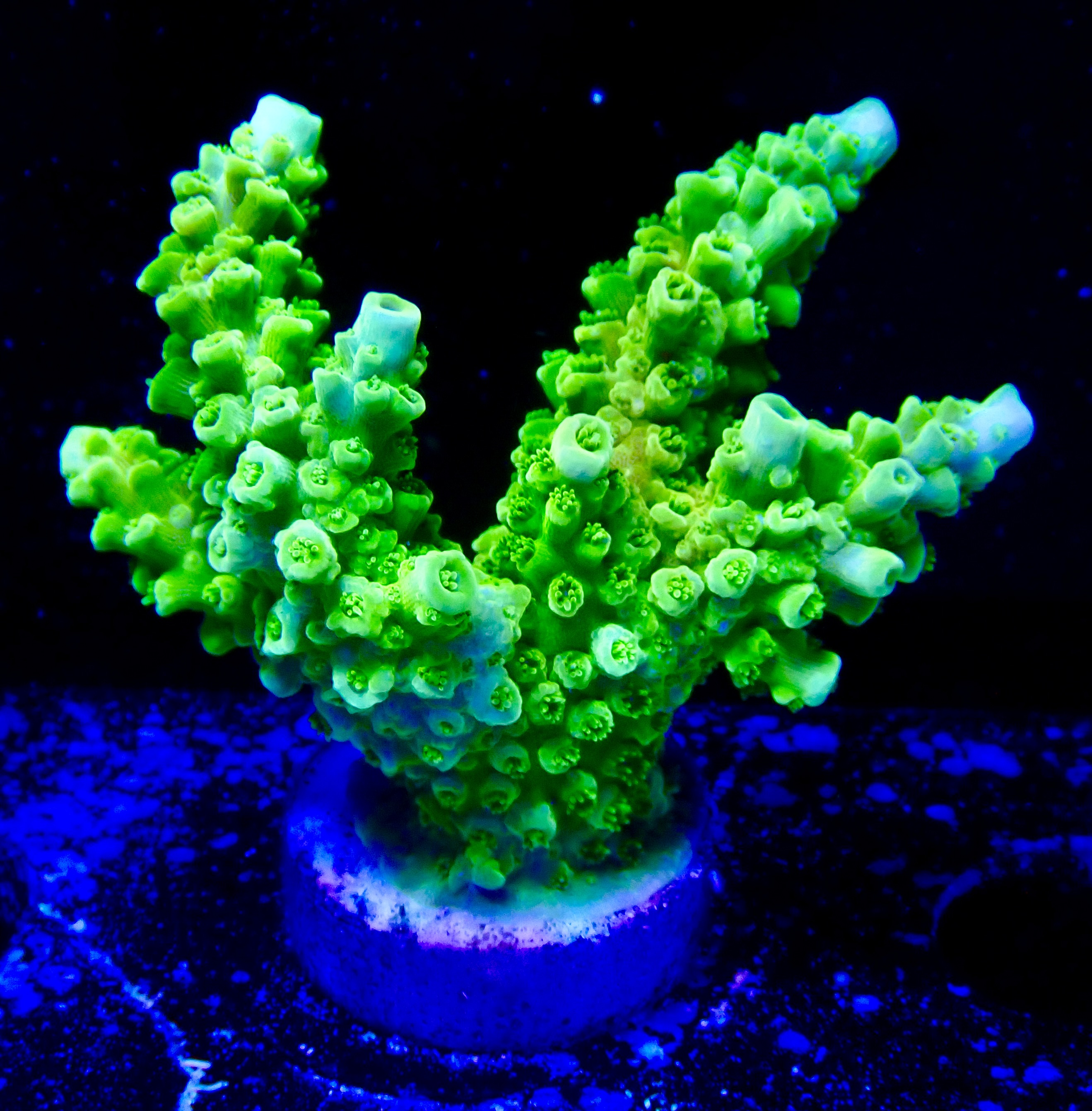 Acropora spp. OOL Kryptonite