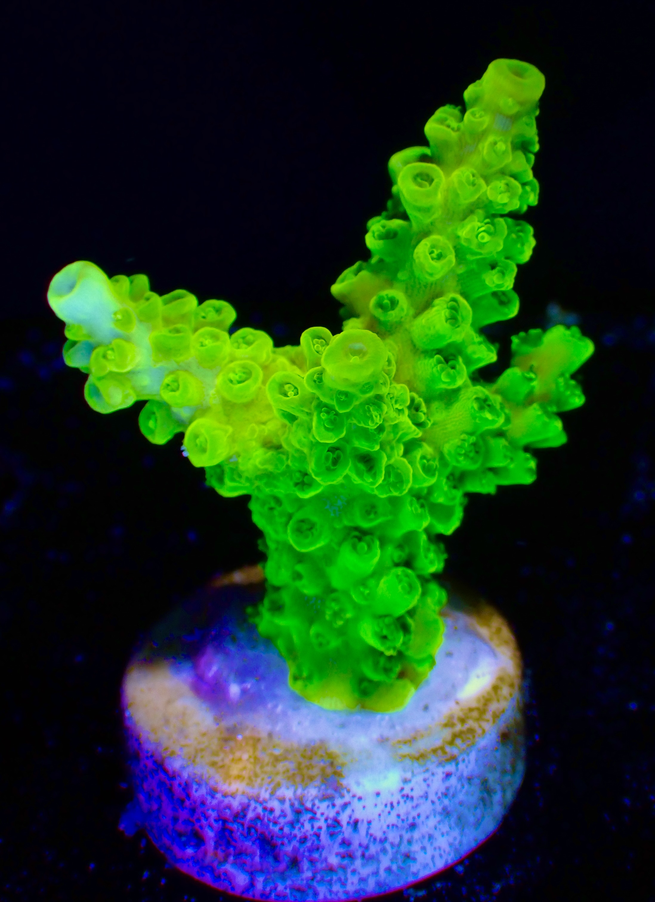 Acropora spp. OOL Kryptonite