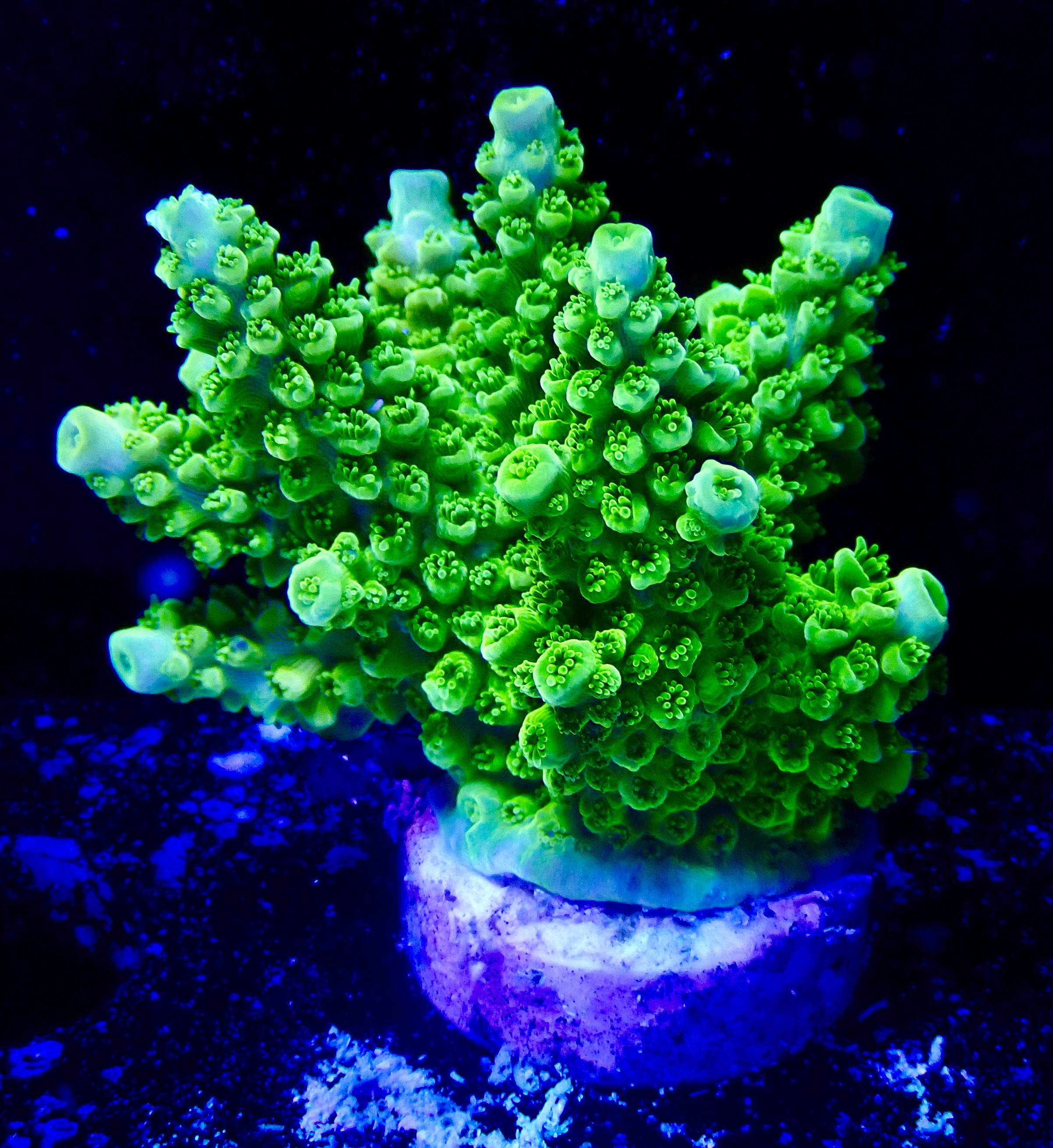 Acropora spp. OOL Kryptonite