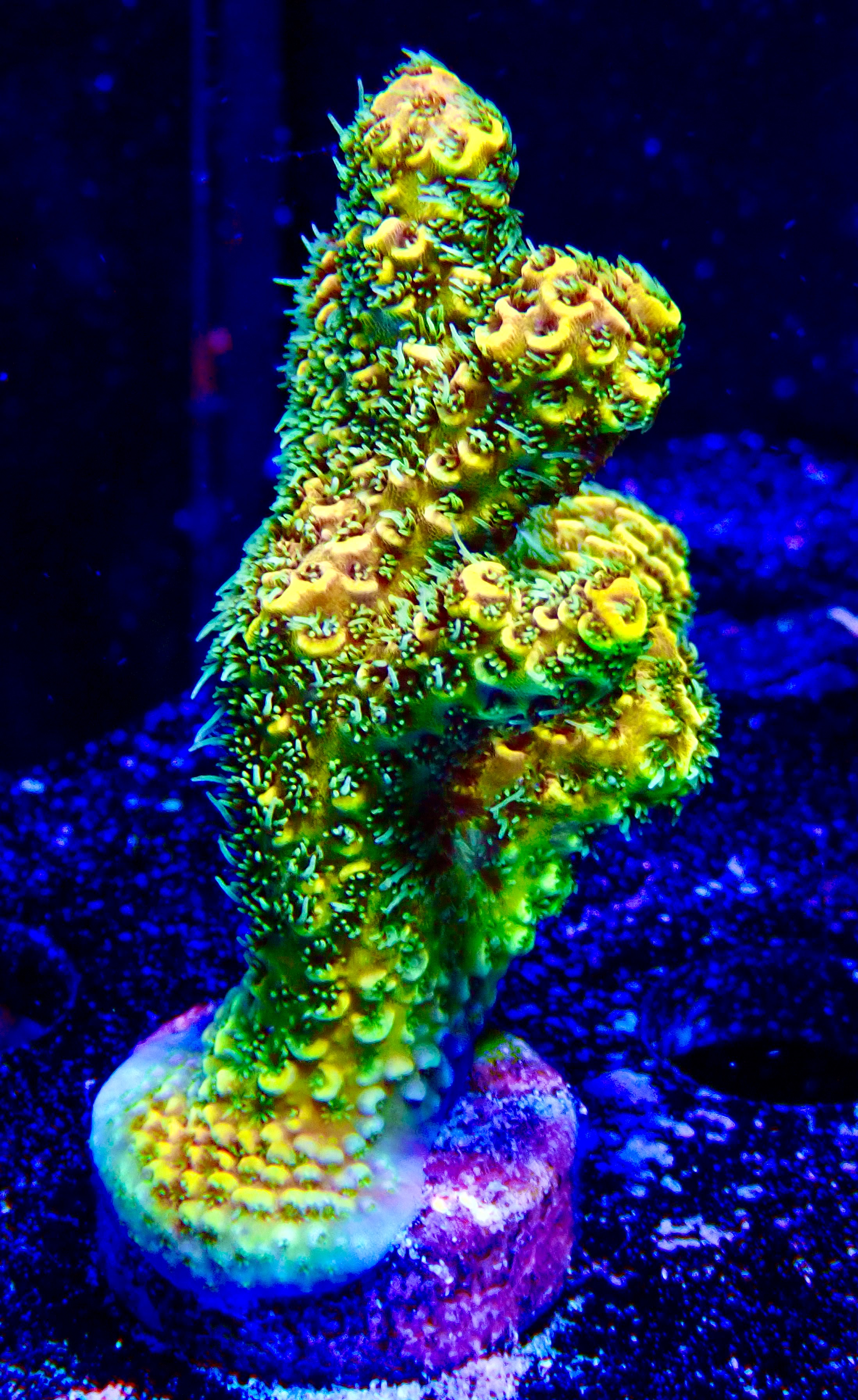 Acropora Millepora OOL Sunny Beach