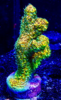 Acropora Millepora OOL Sunny Beach
