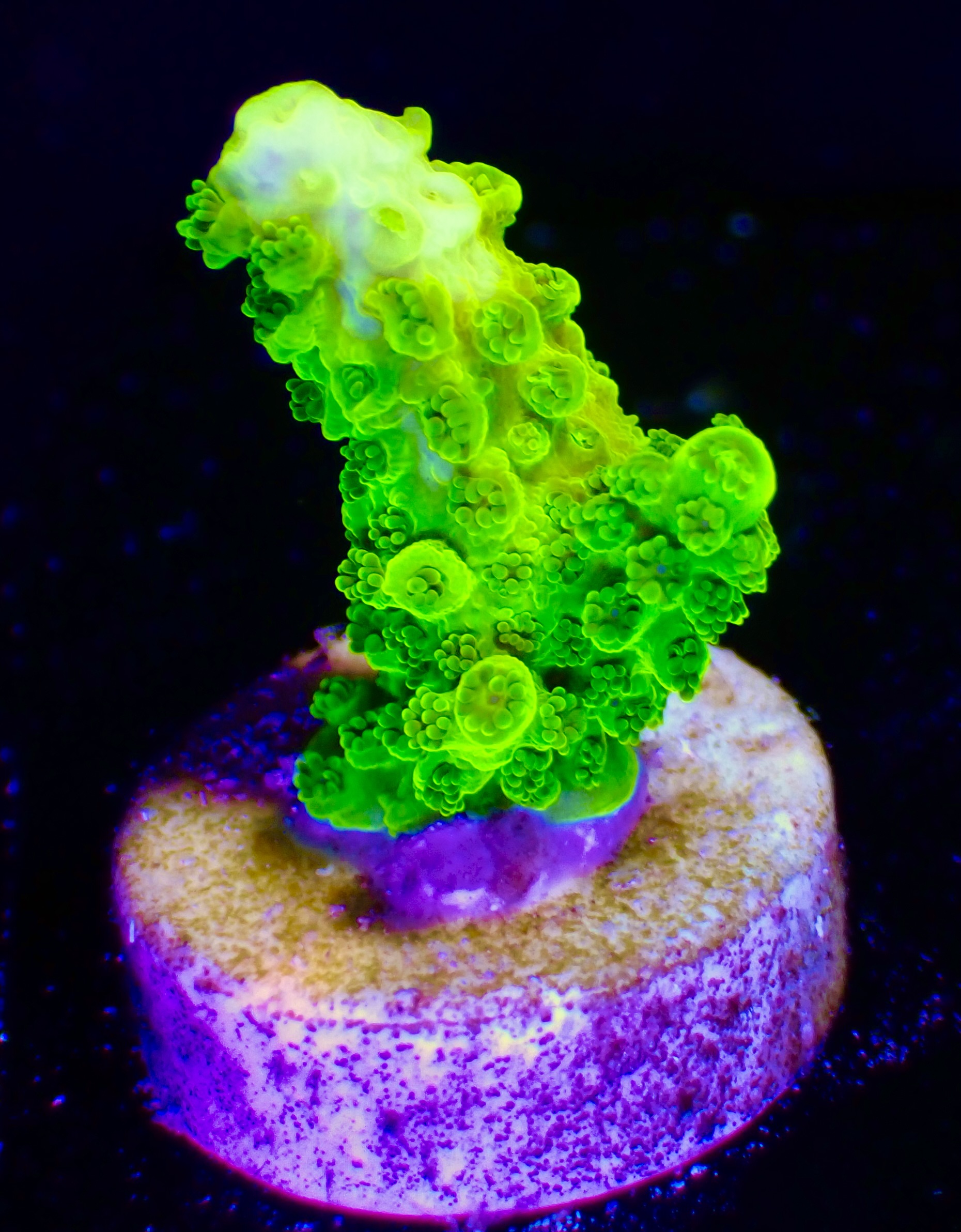 Acropora spp. OOL Kryptonite
