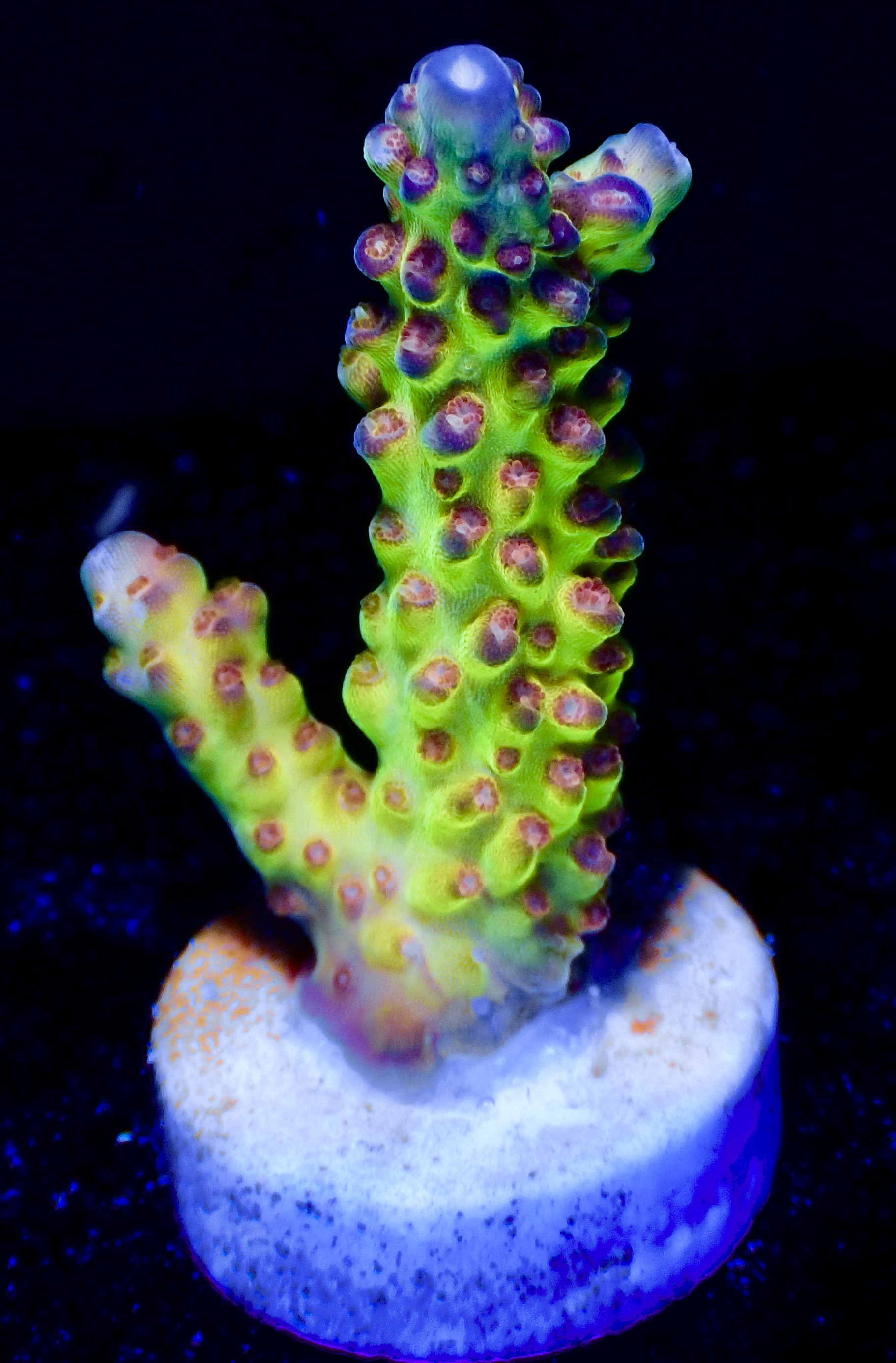 Acropora Latistella OOL Psychedelic
