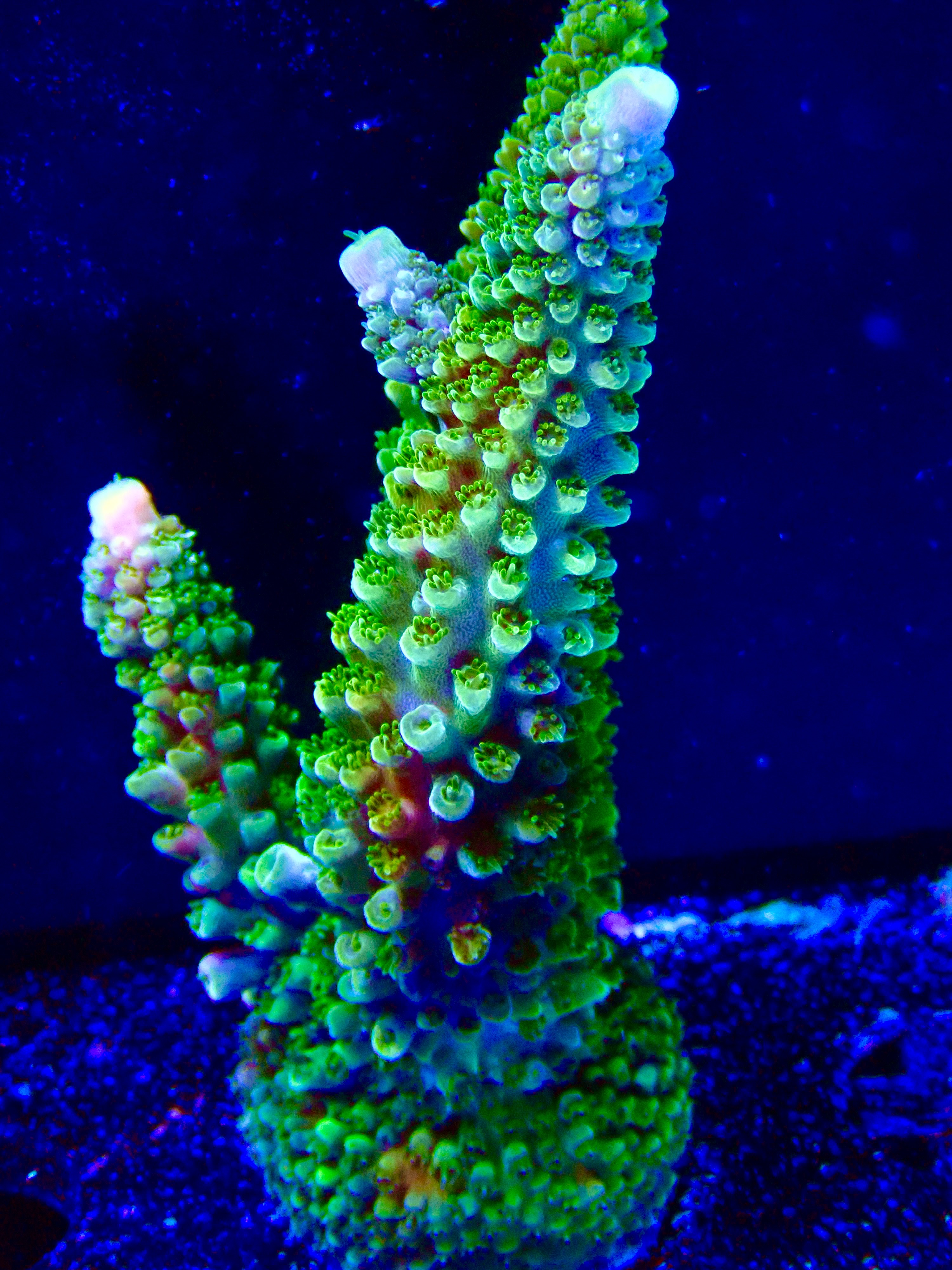 Acropora spp. OOL Forest Fern