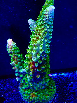 Acropora spp. OOL Forest Fern