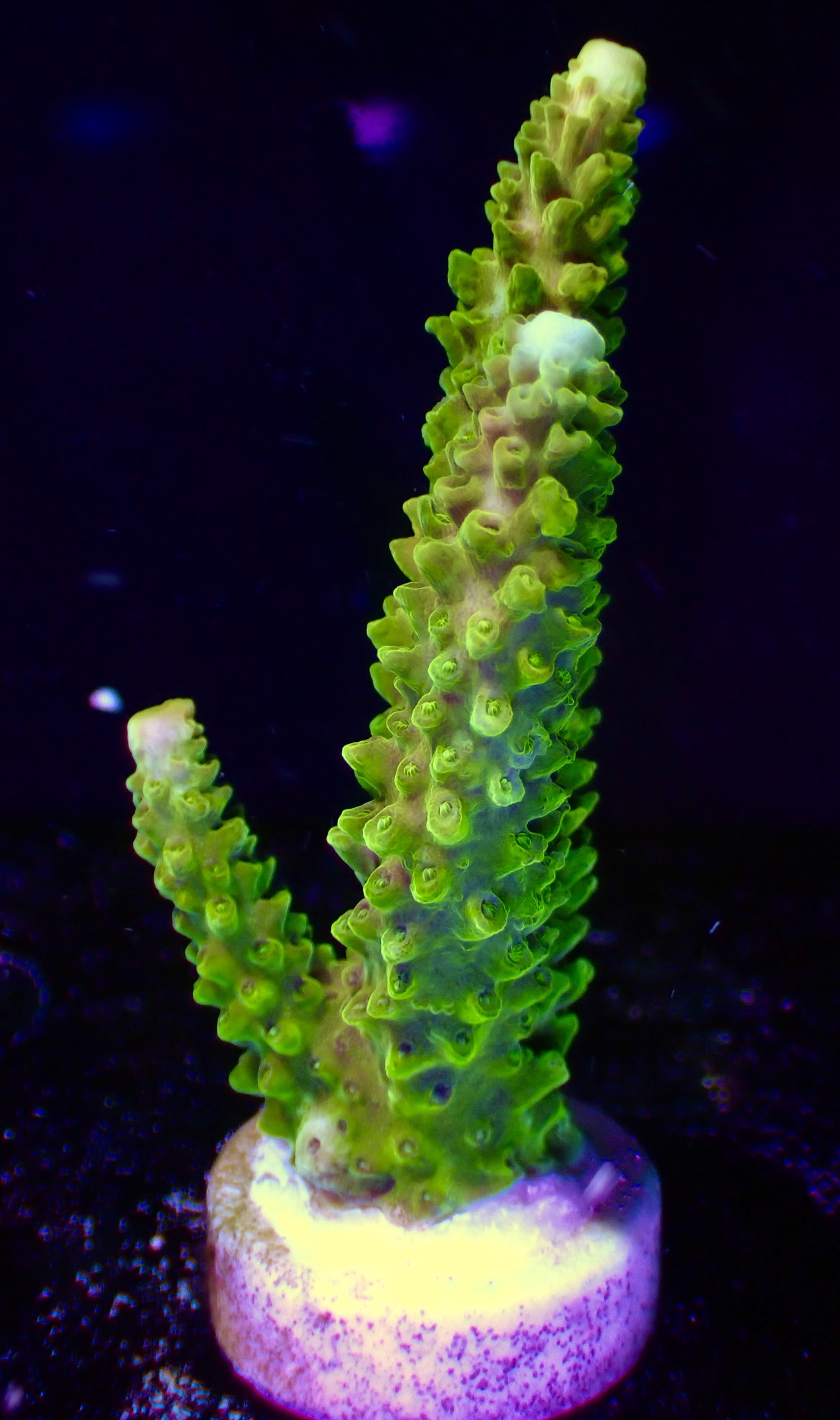 Acropora spp. OOL Forest Fern