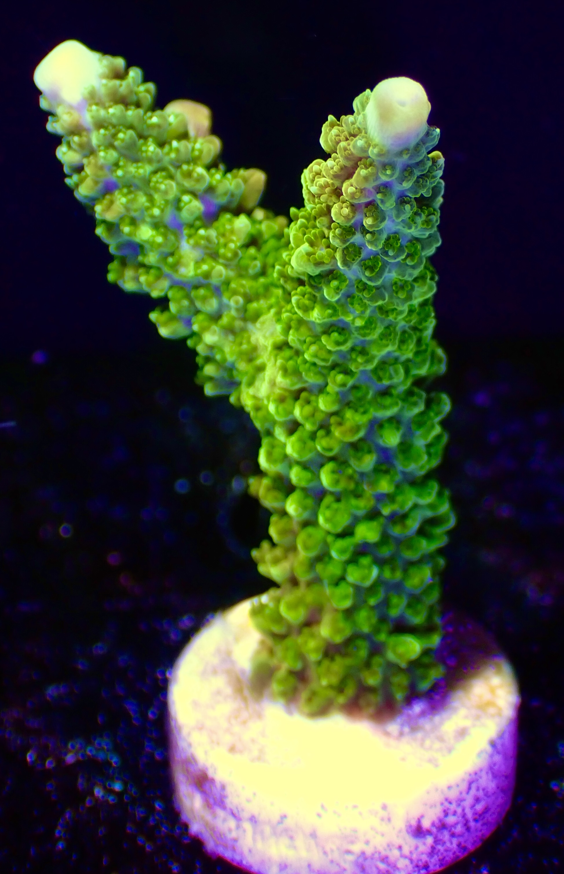 Acropora spp. OOL Forest Fern