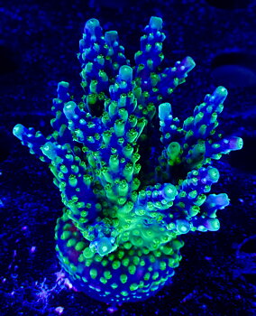 Acropora spp. OOL Blue Lagoon