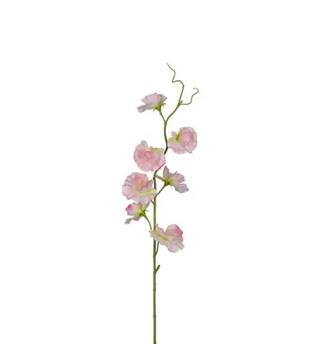 Luktärt rosa 55 cm