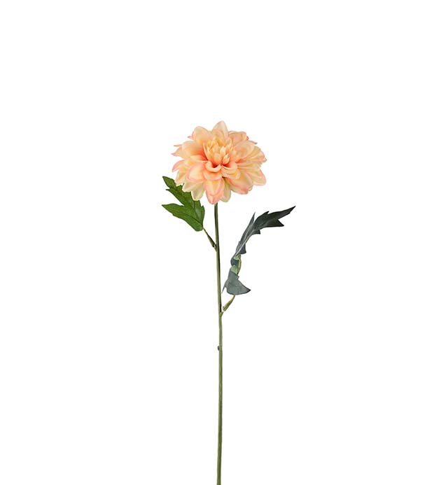 Zinnia aprikos 45 cm