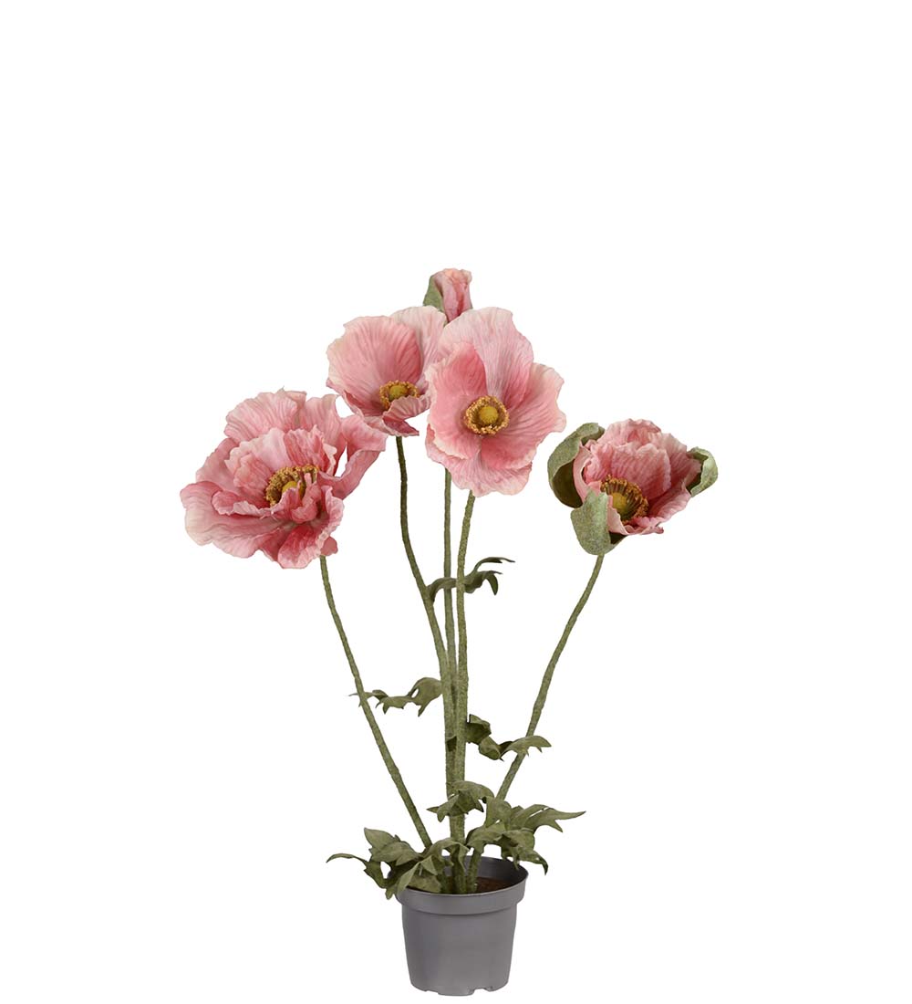 Vallmo i kruka / H 50cm / Rosa