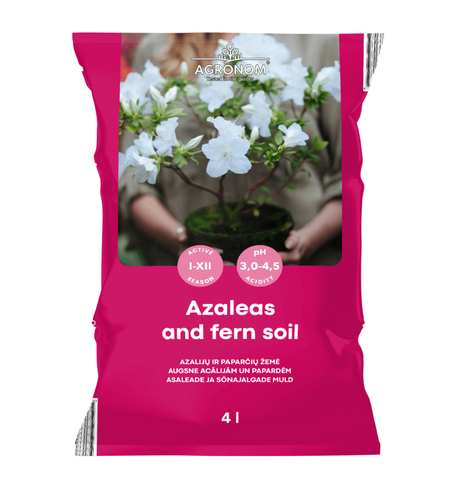 Azalea Jord