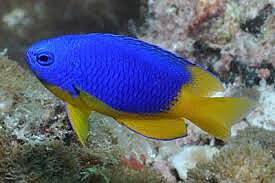 Pomacentrus Caeruleus (reef safe)