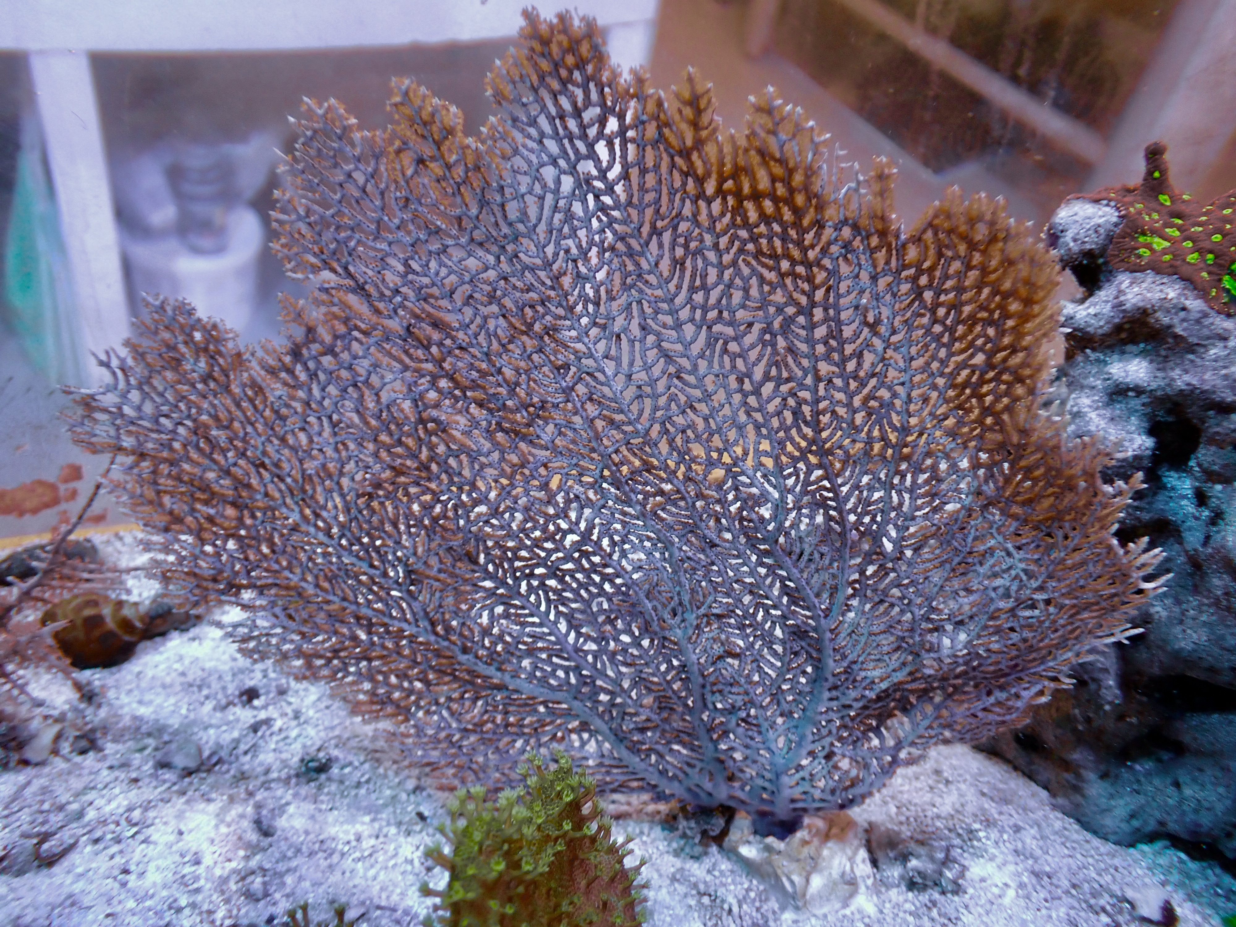 Gorgonia Flabellum Yellow polyp