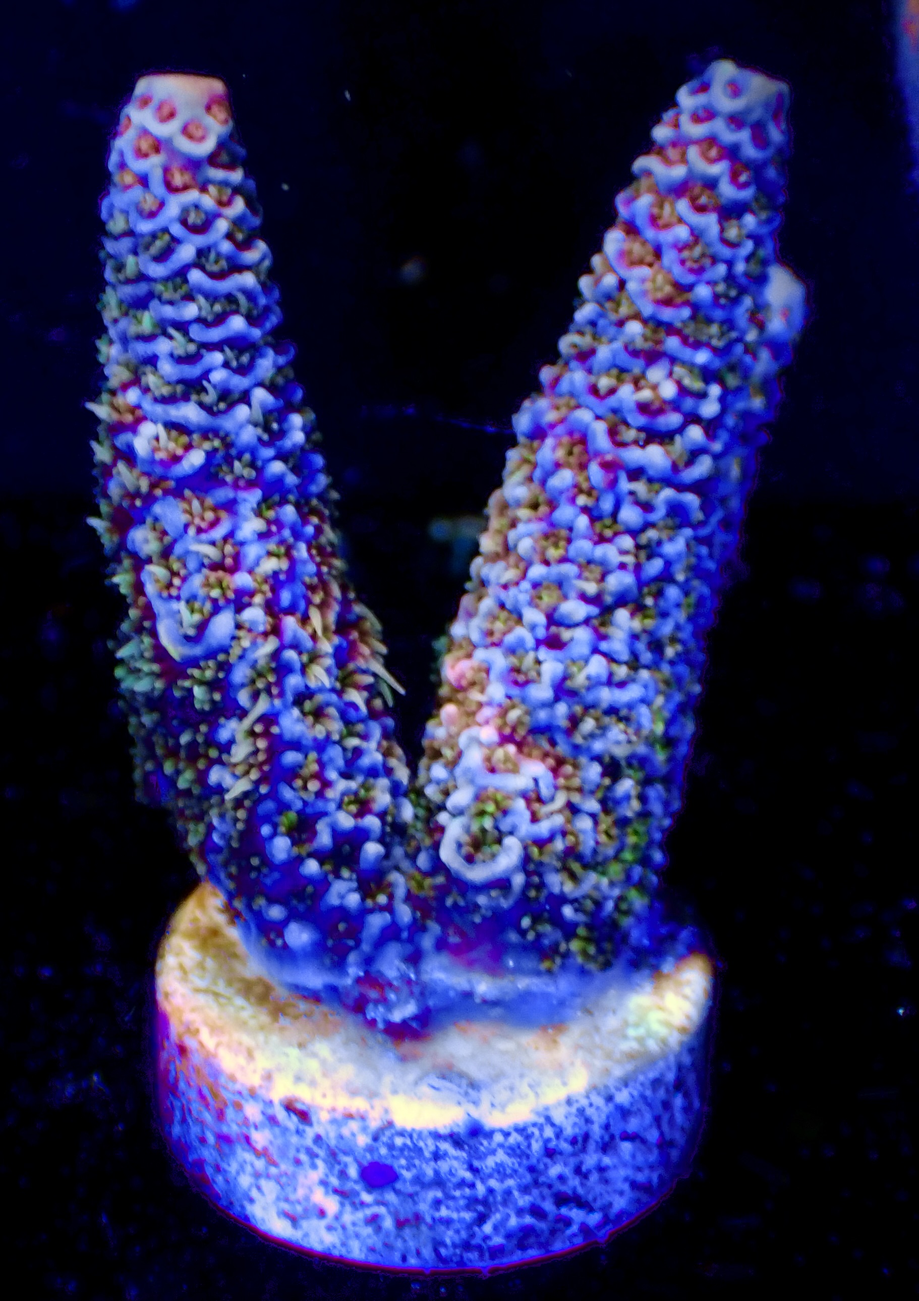 Acropora Millepora OOL Icefire
