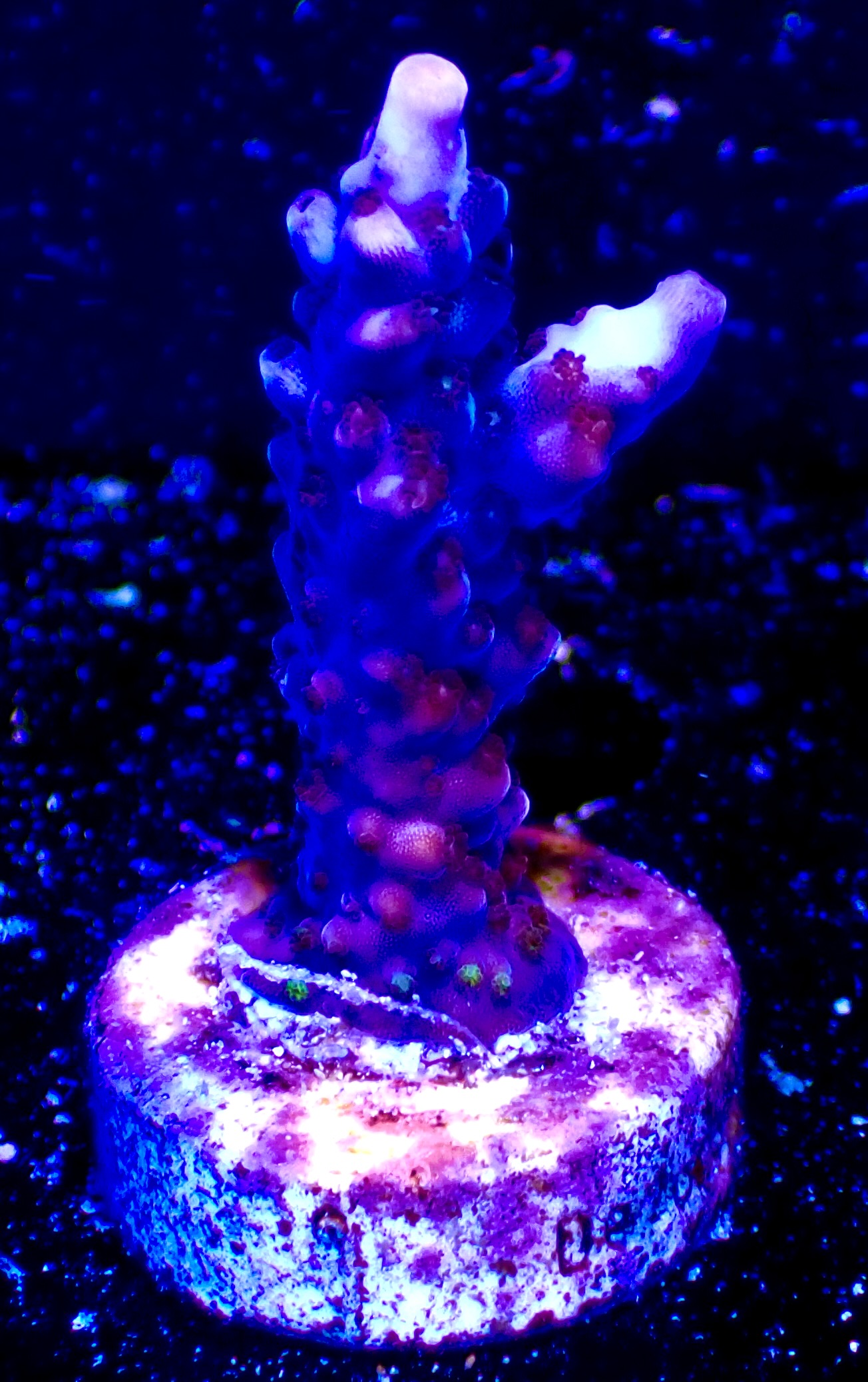 Acropora spp. OOL Royal Midnigth