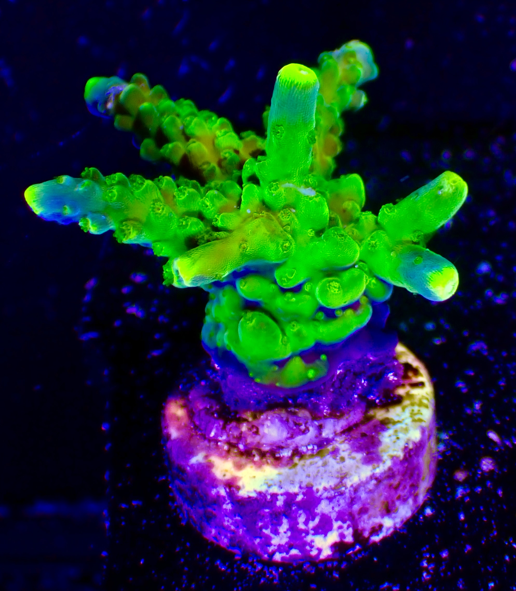 Acropora spp. OOL Green Whisper