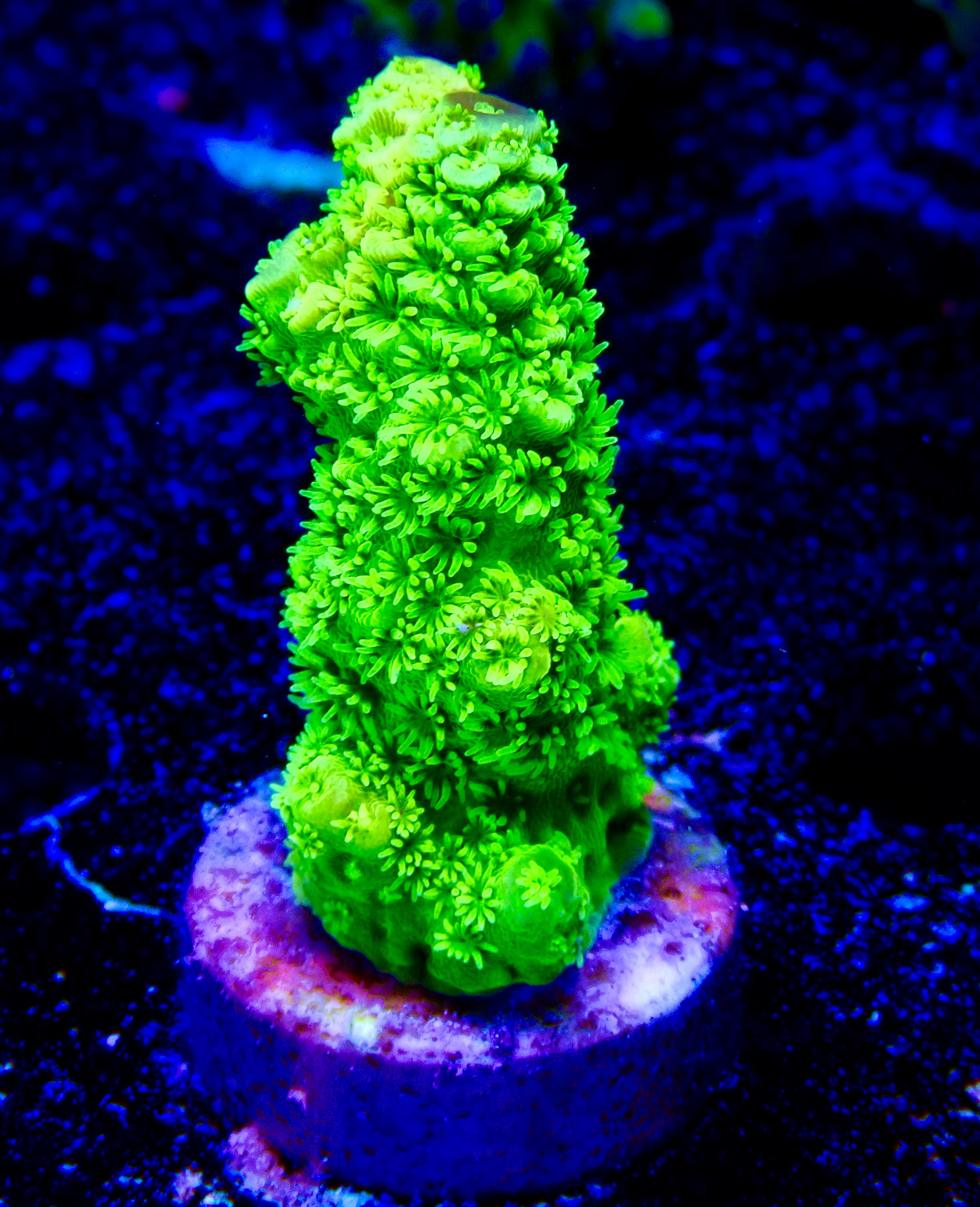 Acropora spp. OOL Emerald Moss