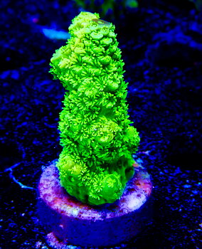 Acropora spp. OOL Emerald Moss