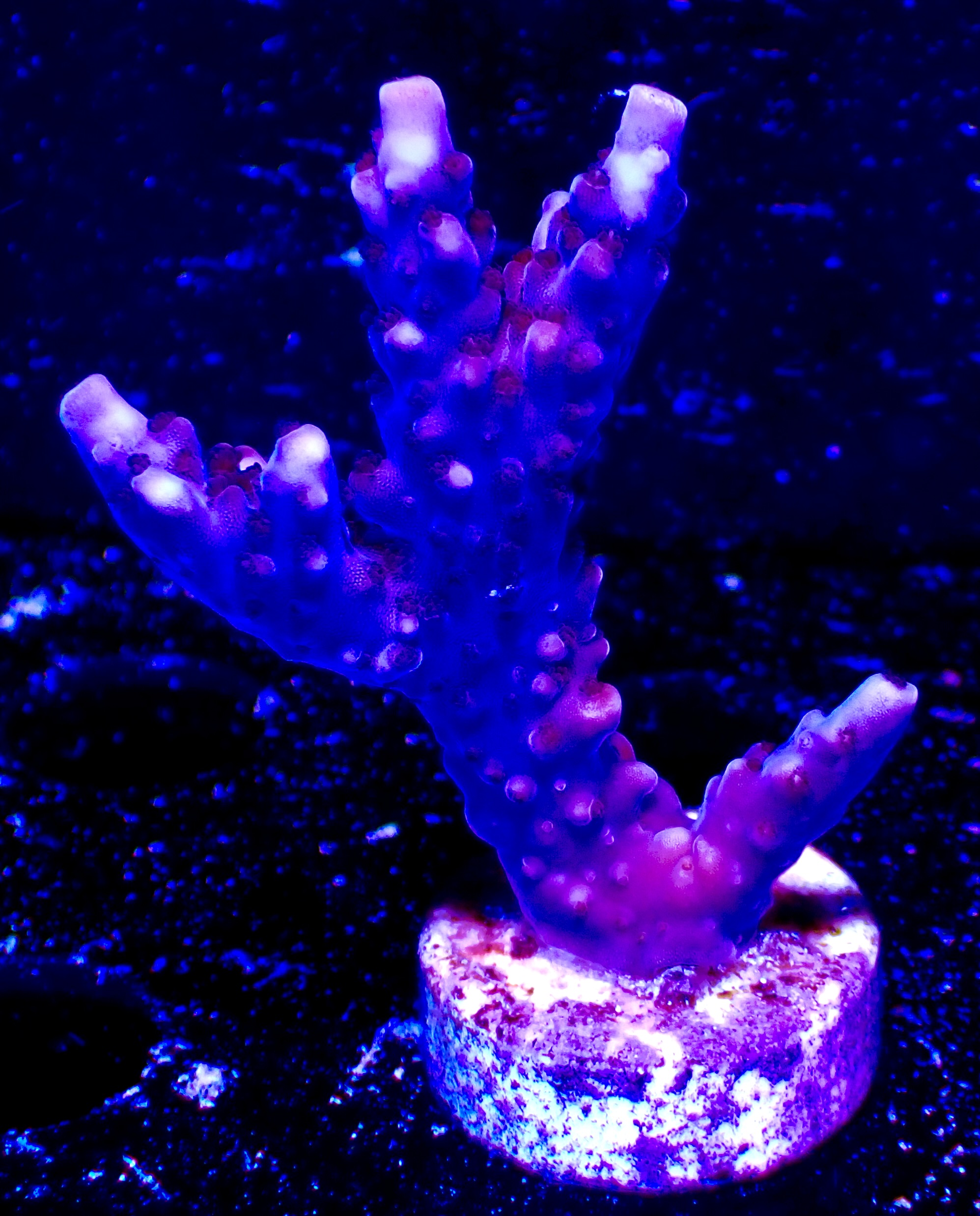 Acropora spp. OOL Royal Midnigth