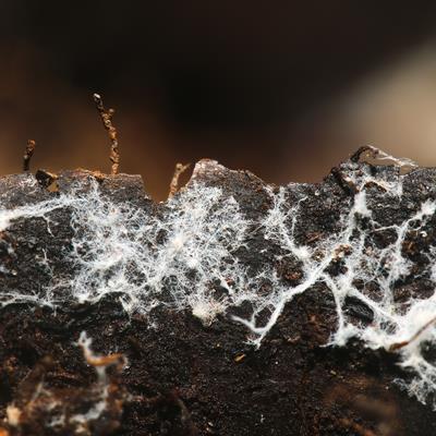 Bio Nova Living Soil 220g - 2