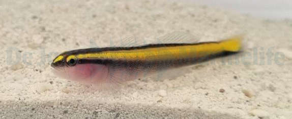 Elacatinus figaro (reef safe)