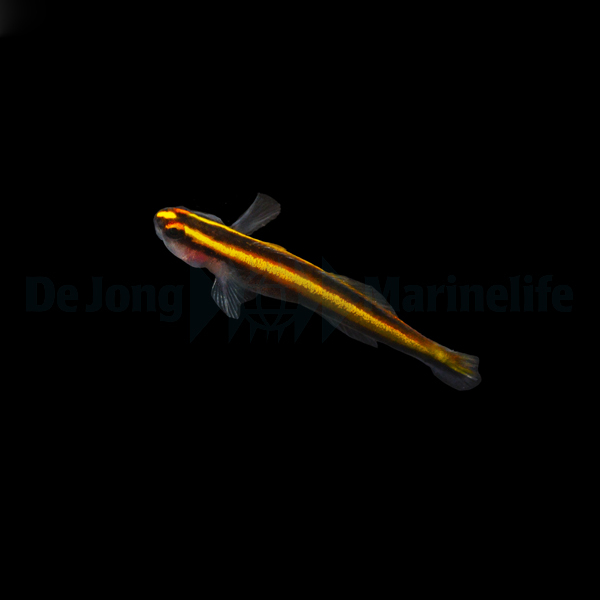 Elacatinus figaro (reef safe) - 2