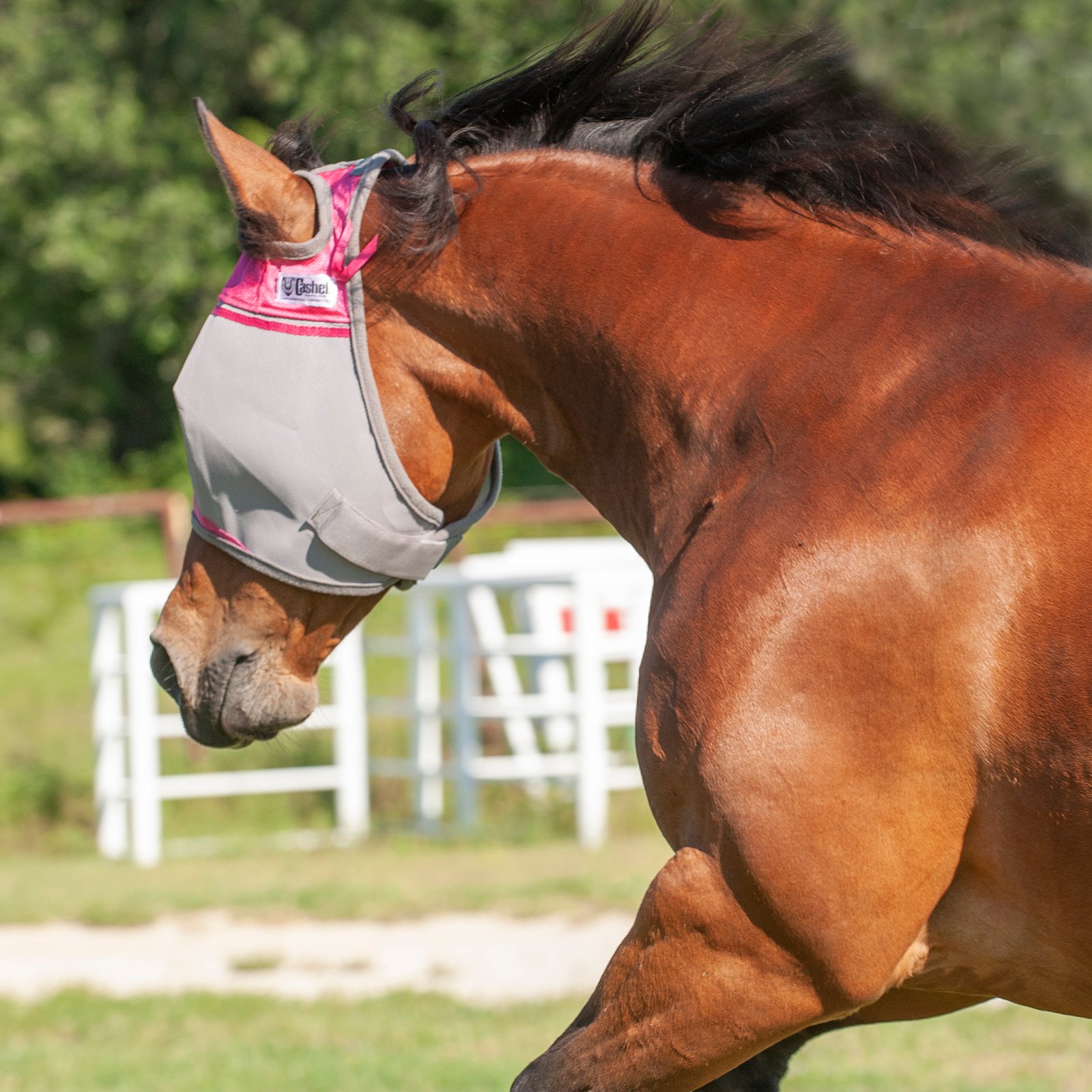 Cashel© Crusaders™ Fly Mask / flughuva, rosa - 4