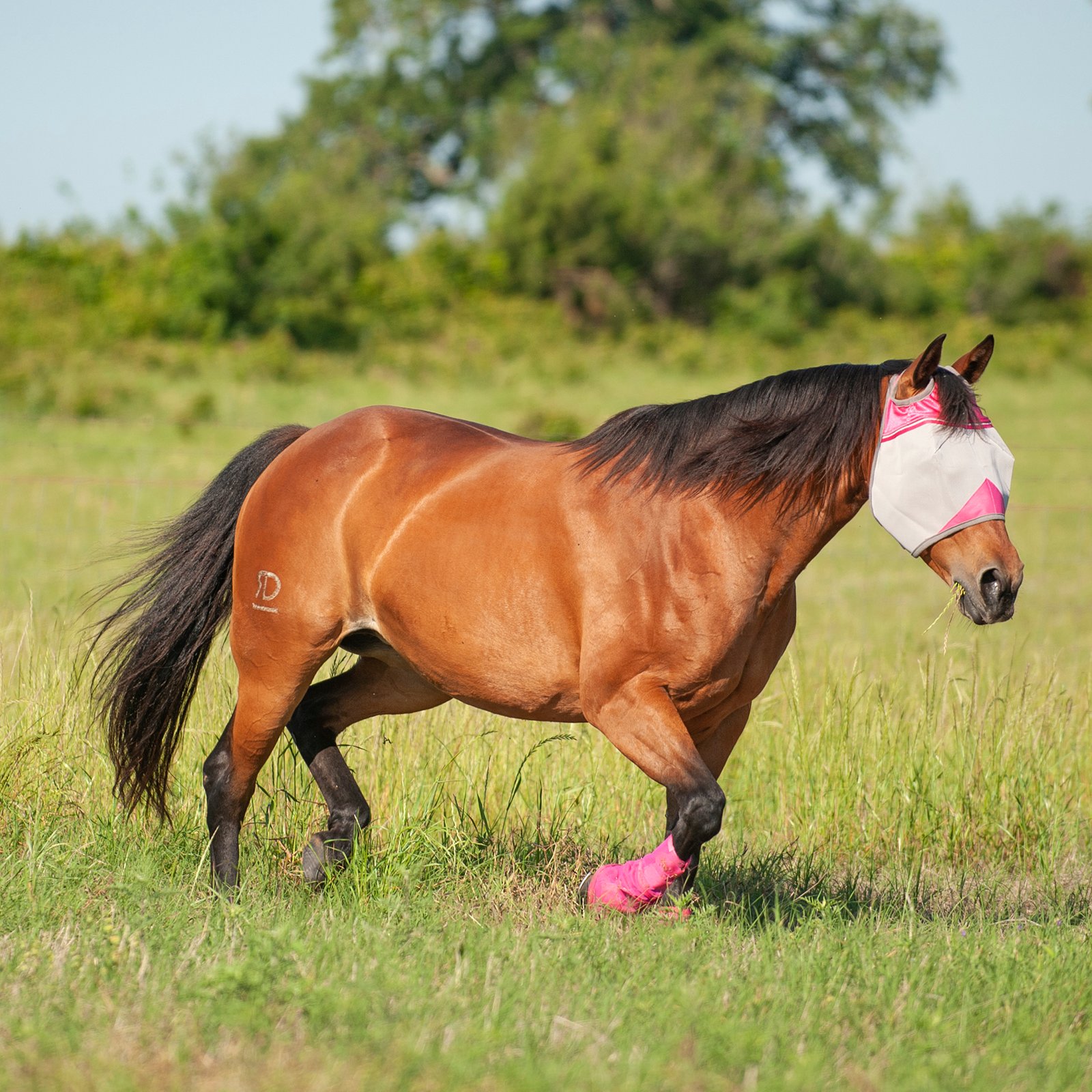 Cashel© Crusaders™ Fly Mask / flughuva, rosa - 7
