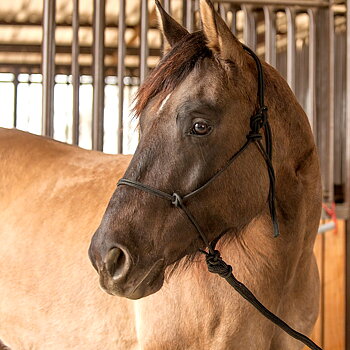 Classic Equine® Premium repgrimma, svart