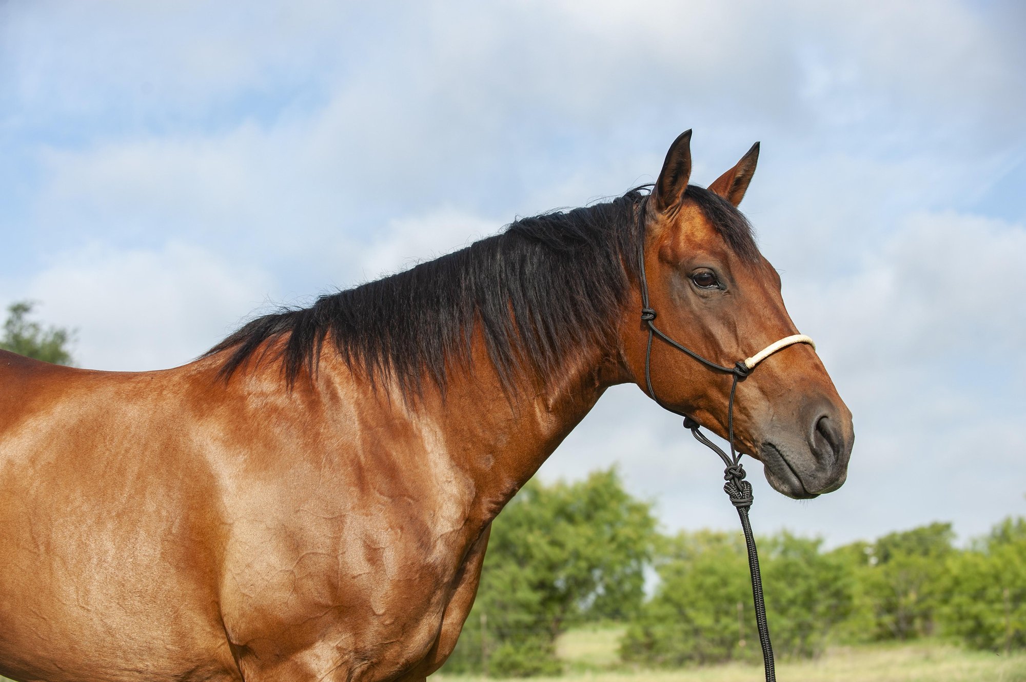 Classic Equine® Braided Rawhide rope halter, black - 3