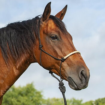 Classic Equine® Braided Rawhide repgrimma, svart