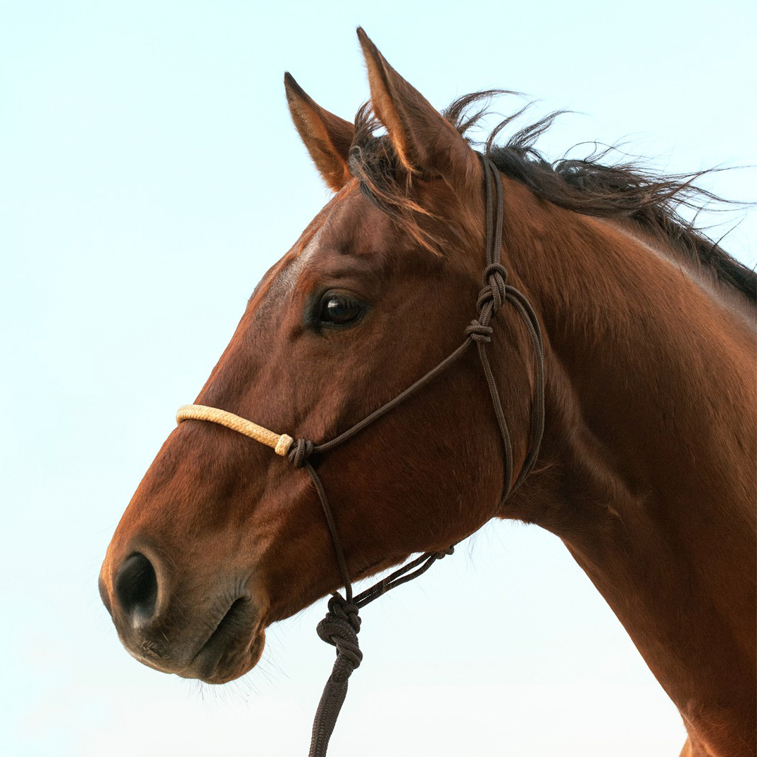 Classic Equine® Braided Rawhide rope halter, brown