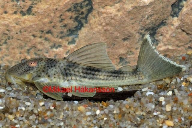 Peckoltia 'Tapajos', L141  (Ancistomus snethlageae 'L141')