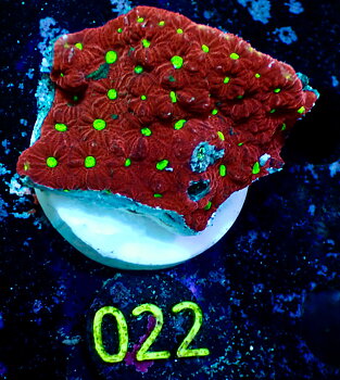 Favites Pentagona Ultra red