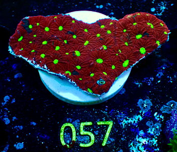 Favites Pentagona Ultra red